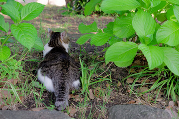 公園の野良猫　Stray cats in the park