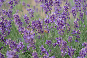 武蔵嵐山　ラベンダー畑と蜂　Musashiarashiyama Lavender Field