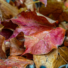 The night moisture spread its drops on a feast of Boston Ivy's bright reddish leaves. Spring has come, but winter remembrance is still alive...