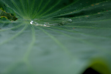 ハスの葉の水たまり　Puddle of lotus leaves