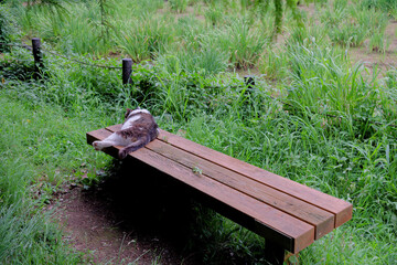 公園の椅子で眠る野良猫　Stray cat sleeping in a park chair