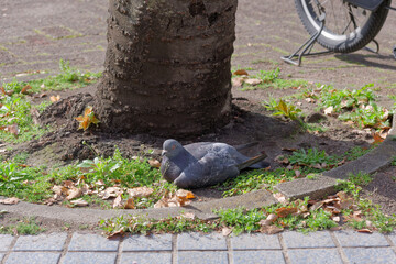 日向ぼっこする鳩　Doves basking in the sun