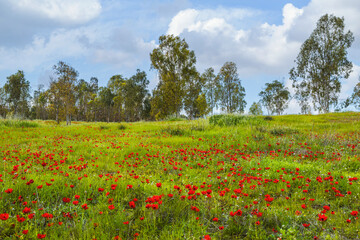 Flowering anemones in the Negev desert in the forest of Shocked in February, Israel