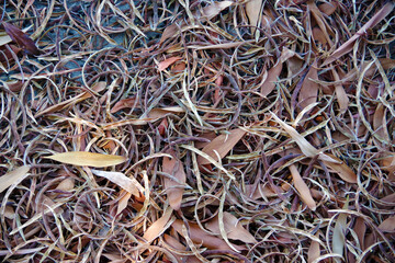 Dry eucalyptus leaves on the ground