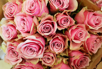 floral background of pink roses
