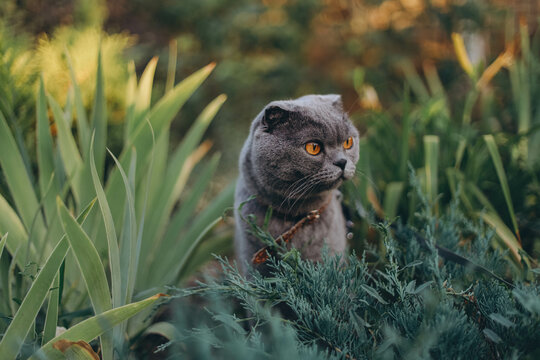 grumpy Scottish Fold cat with striking orange eyes sits on a leash, looking discontentedly into the distance while surrounded by lush green grass outside