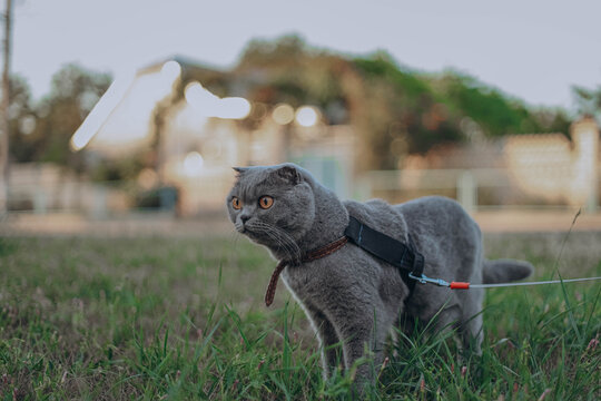 grumpy Scottish Fold cat with striking orange eyes sits on a leash, looking discontentedly into the distance while surrounded by lush green grass outside