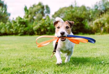 Happy dog holding leash in mouth walking in pet friendly park
