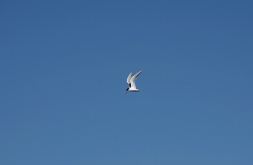 Common Tern Sea Swallow flying high in blue sky