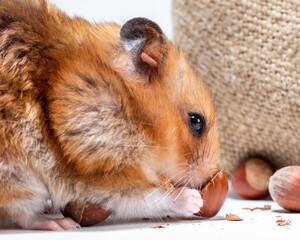 Ginger hamster gnawing a nut on a background of burlap