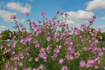 Pink wild wildflowers growing in the field
