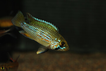 Subadult South American Dwarf Cichlid Apistogramma ortegai pebas from Peru