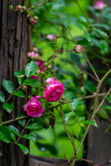 Small pink rose flowers growing near a wooden fence
