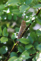 Cykady, tropikalne owady, zielony liść, drzewa w Grecji, zielone, naturalne tło © anettastar