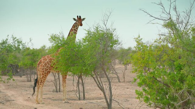 4k, Panoramic view of the safari park, giraffes walking among the trees, no people, at daytime, Sir Bani Yas Island, United Arab Emirates 
