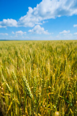 Wheat Field. Ears of wheat close up