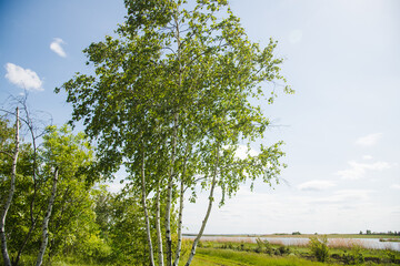 Birch with fresh green leaves on a sunny spring day against the background of the lake