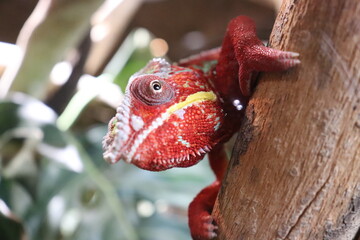 chameleon 