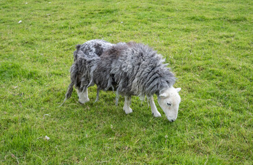 Sheep with a ragged grey fleece in a field