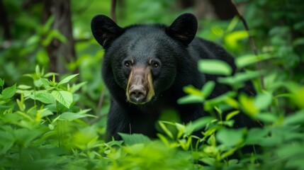Fototapeta premium Black bear foraging in a forest