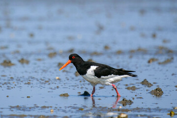 Nahaufnahme Seitenansicht Austernfischer ,Haematopus ostralegus