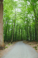 Fototapeta premium forest, nature, trees, green, park, landscape, wood, road, path, tree, summer, leaves, trail, pathway, footpath, outdoors, environment, leaf, woods