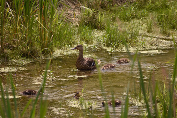 Mallard hen and ducklings 1