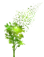 Fototapeta premium Tree green silhouette and flying birds. hand drawing. Not AI Vector