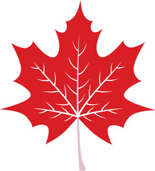 red maple leaf vector