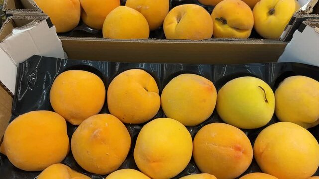 Percoche compact yellow flesh peaches in cardboard boxes on the greengrocer's counter, top view slide tracking shot