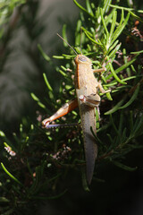 Cykady, tropikalne owady, zielony liść, drzewa w Grecji, zielone, naturalne tło © anettastar