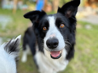 Shepherd dog, Border collie with beautiful color of eyes in the nature focused to some object