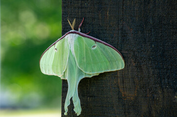 closeup of Luna moth on a post