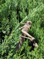 Locust sitting on a thuja branch