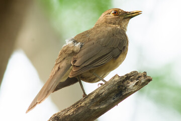 Zorzal pardo standing on a branch and singing