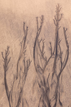 Delicate seaweed patterns in the sands of Lofoten