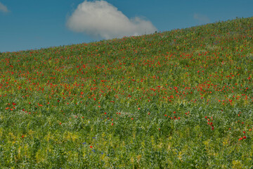 Field poppies growing on a hill in a field