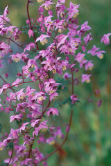 Close-up image of Chinese pink flower meawow-rue (Thalictrum delavayi)