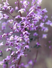 Close-up image of Chinese pink flower meawow-rue (Thalictrum delavayi)