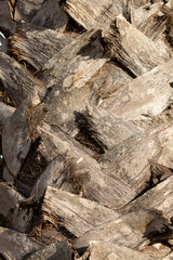 Detail of a palm tree trunk, Lanzarote, Spain