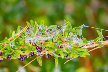 frozen over berries