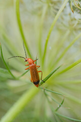 beetle on a leaf