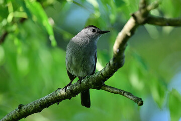 Obraz premium Catbird in Catbird's seat