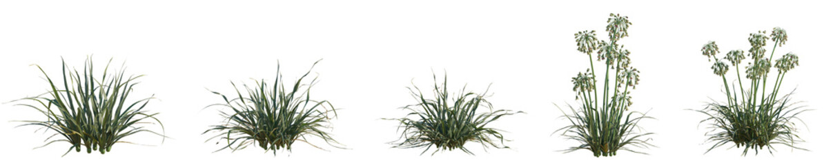 Set of Allium siculum (known as honey garlic, Sicilian honey lily, Sicilian honey garlic, or Mediterranea) frontal isolated png on a transparent background perfectly cutout high resolution