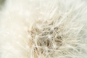 fluffy white flower- dandelions . macro footage. spring season