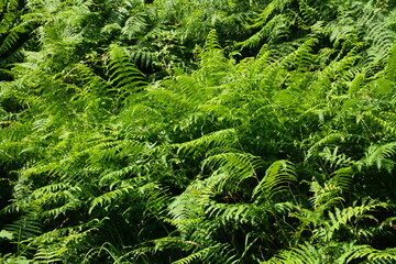 Saint-Herblain - Parc de la Chézine - Fougères