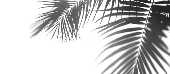 Shadow of palm leaves, cut out