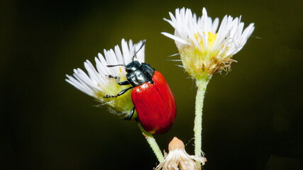bee on a flower