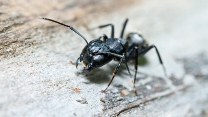 ant on the ground