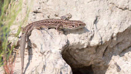 lizard on a tree